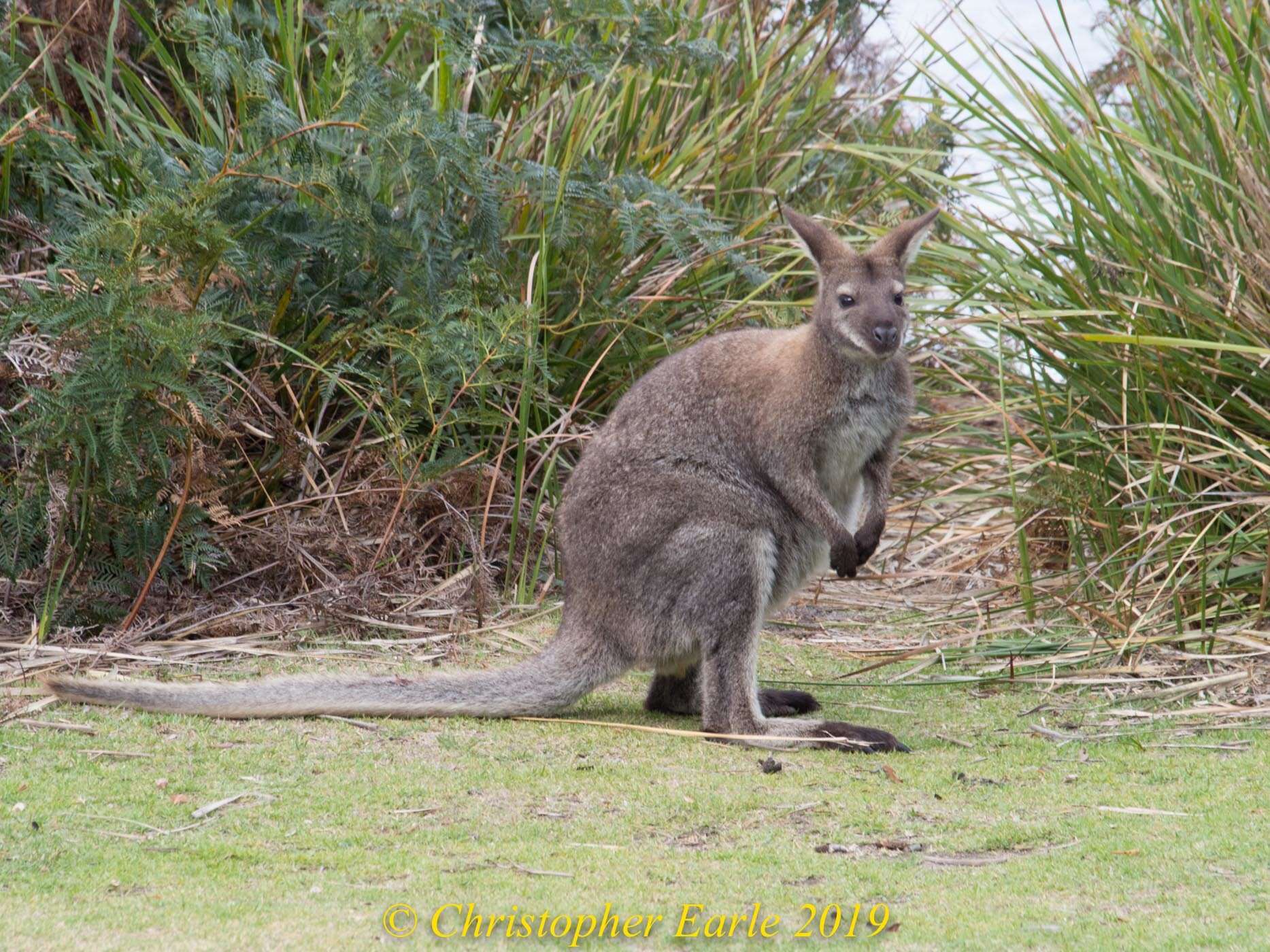 Image of Macropus rufogriseus rufogriseus (Desmarest 1817)