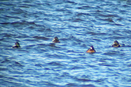 Image of Greater Scaup