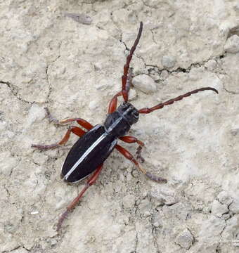 Image of Dorcadion (Cribridorcadion) sericatum Sahlberg 1823