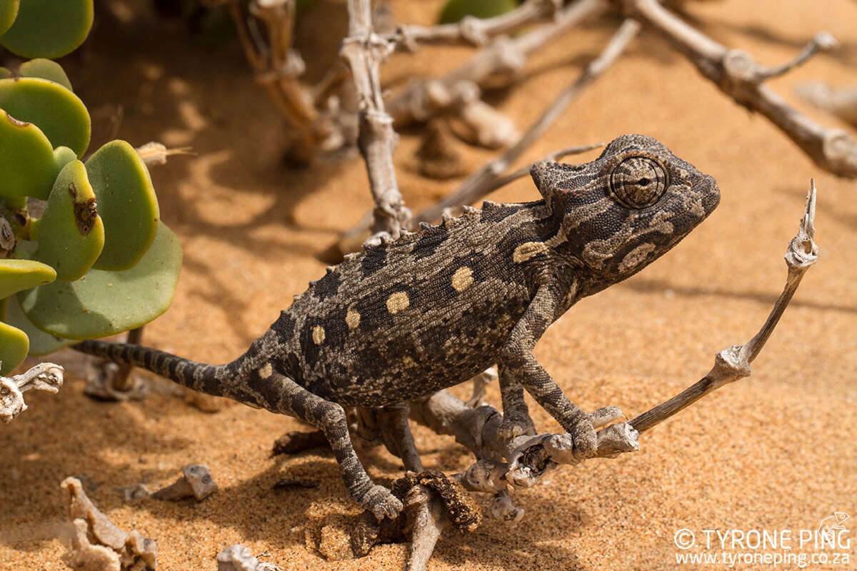 Chamaeleo namaquensis Smith 1831 resmi