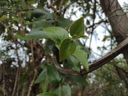 Image of Oryctanthus cordifolius (Presl) Urban