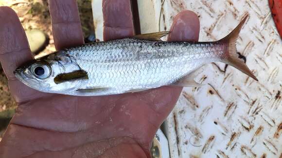 Image of tarpons