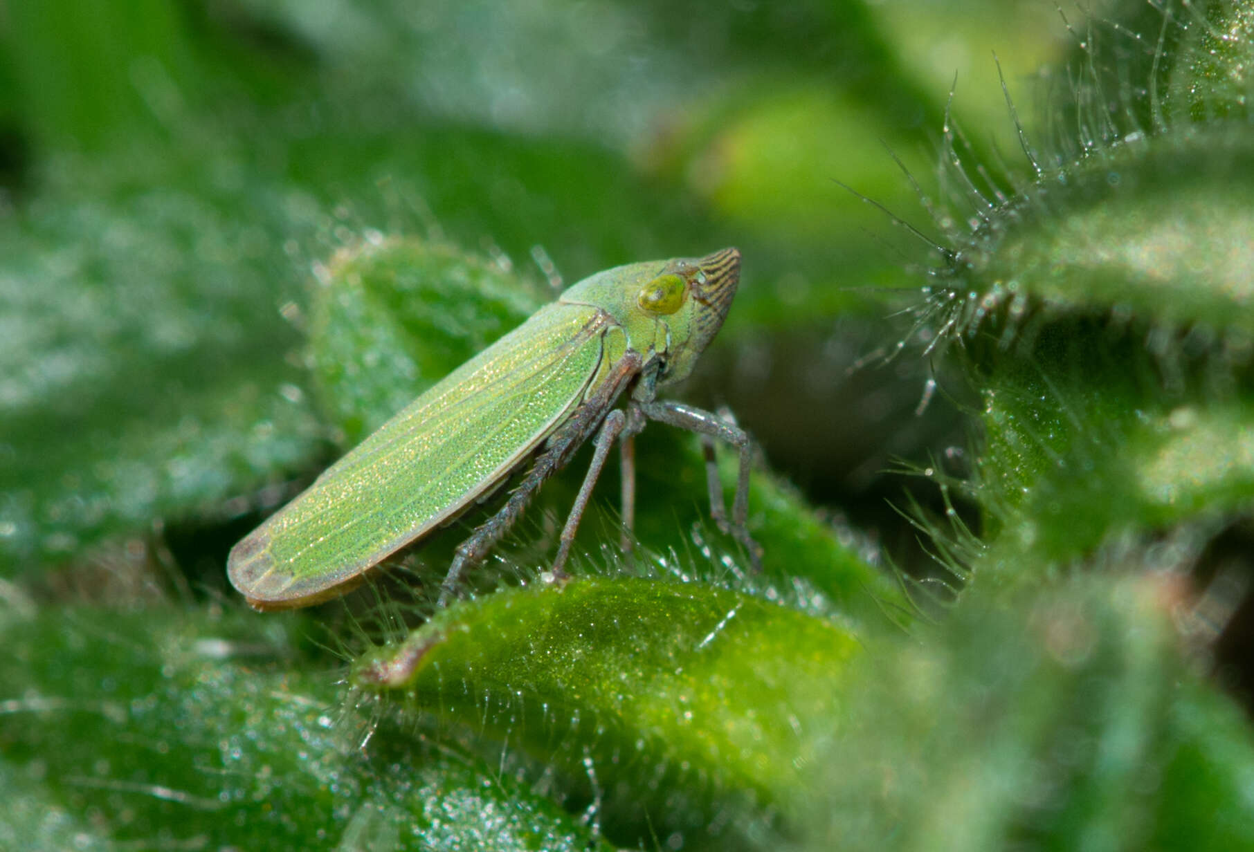 Image of Bog Leafhopper
