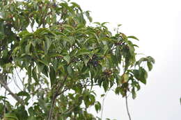 Image of Viburnum propinquum Hemsl.