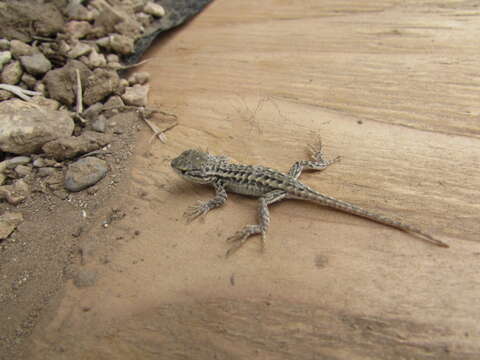 Sceloporus graciosus graciosus Baird & Girard 1852 resmi