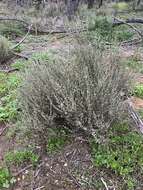 Image of woolly daisy-bush