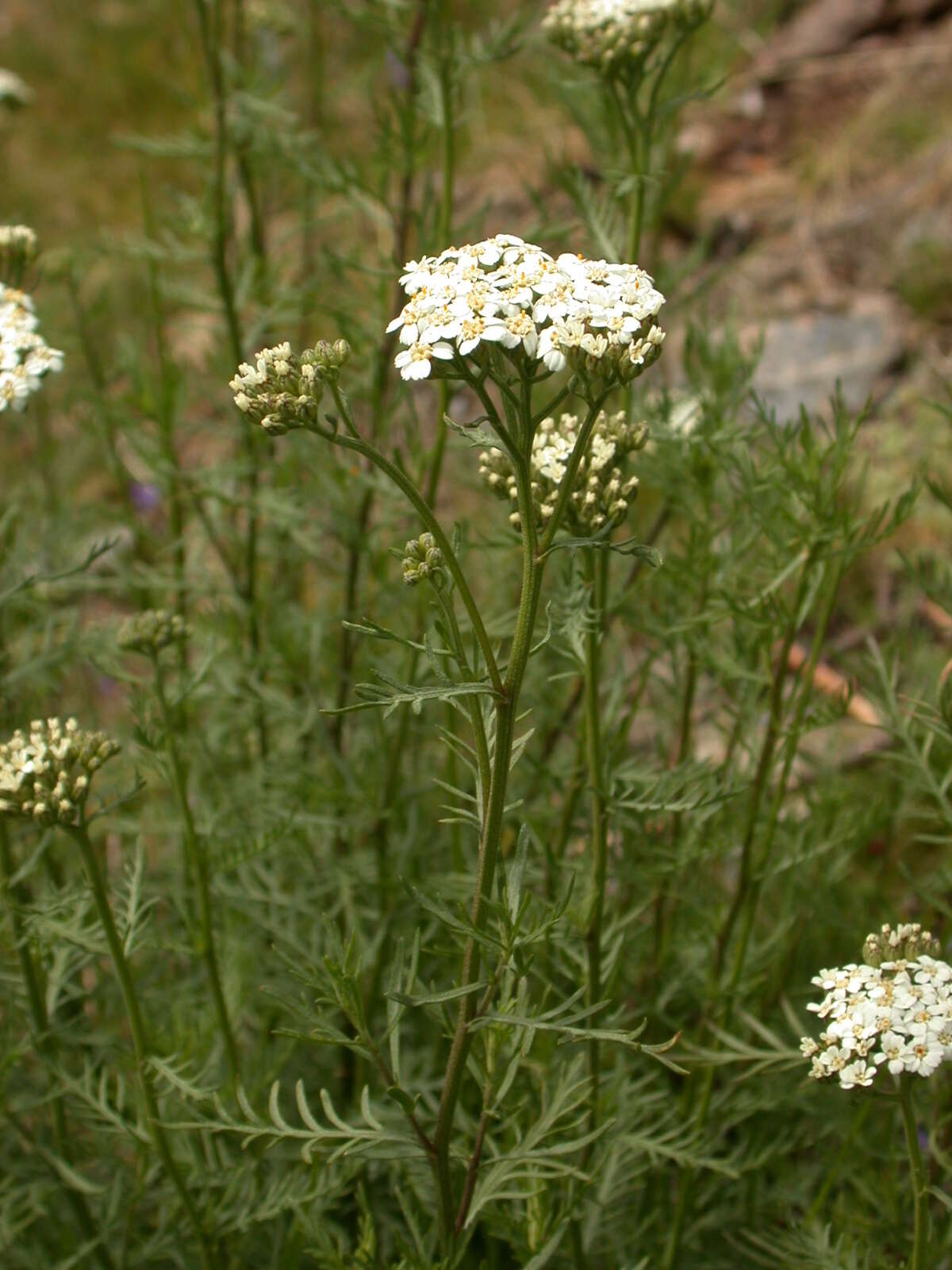 Imagem de Achillea chamaemelifolia Pourr.