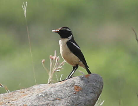 Слика од Campicoloides Roberts 1922