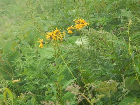 Image of summer ragwort