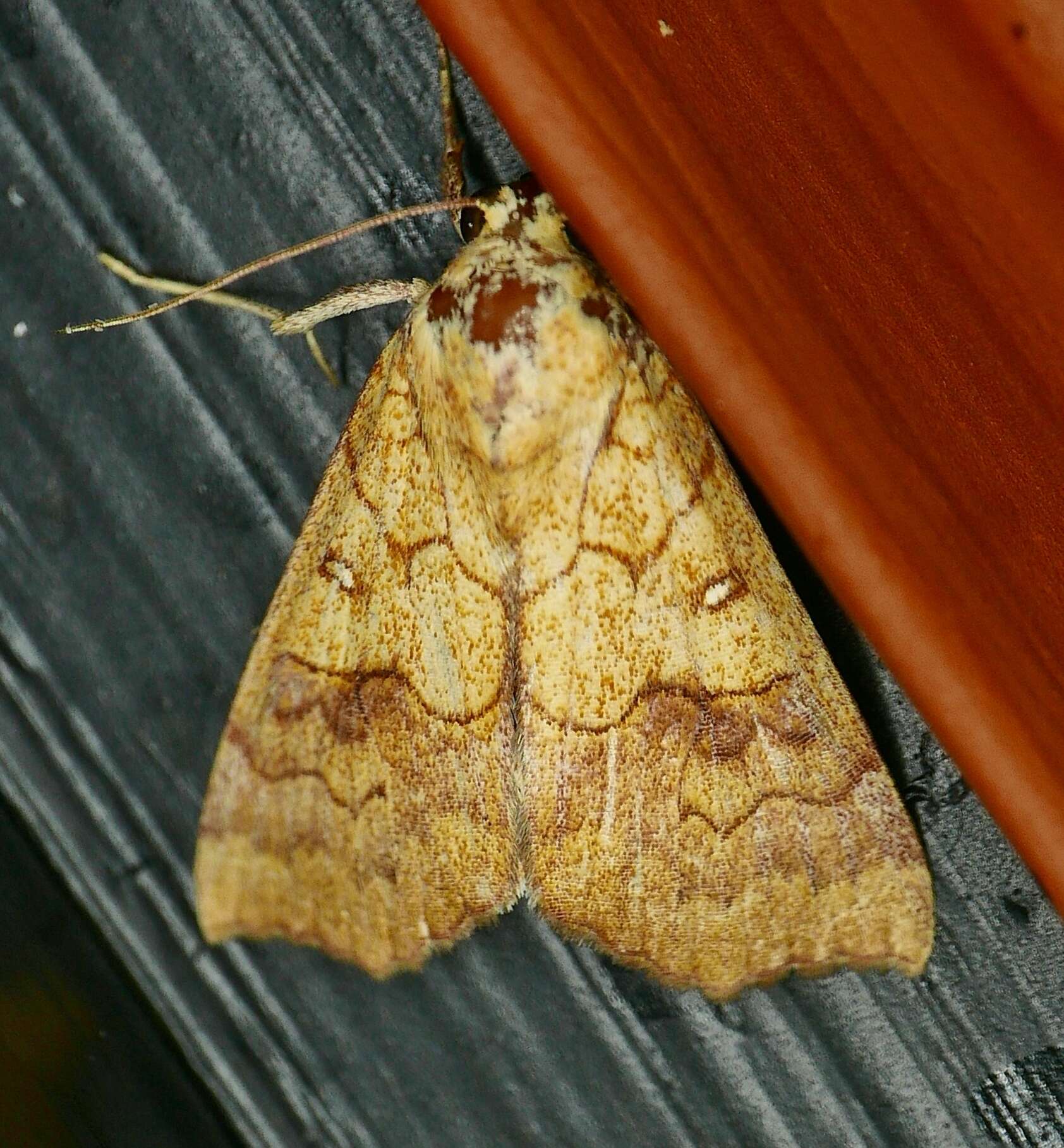 Image of Yellow Scallop Moth