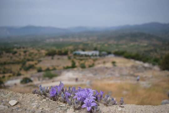 Imagem de Campanula celsii A. DC.