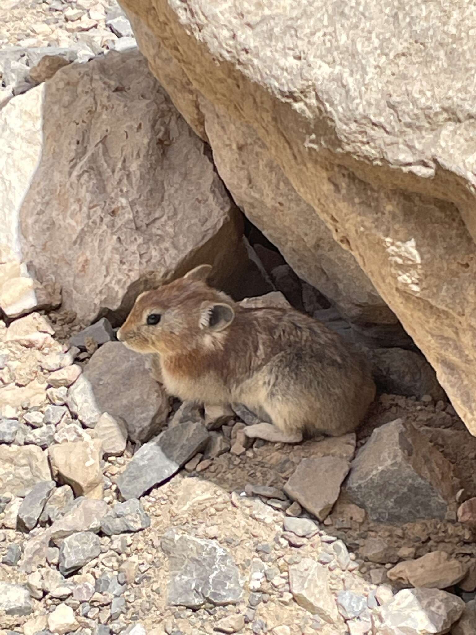 Image de Pika afghan