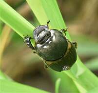 Image of Onthophagus (Palaeonthophagus) medius (Kugelann 1792)