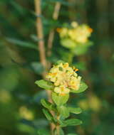 Image of Pimelea flava subsp. flava