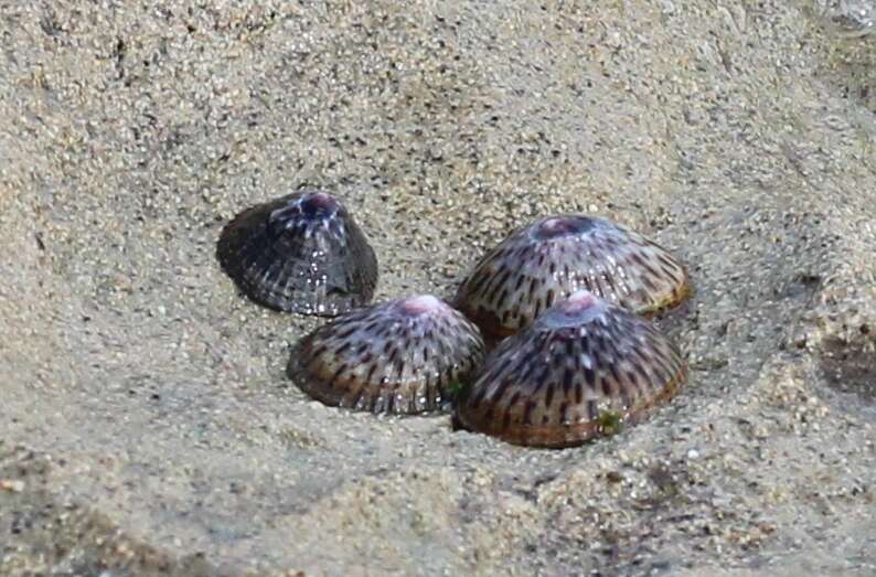 Image of black limpet