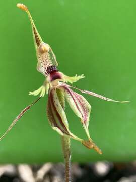 Image of Crab–lipped spider orchid