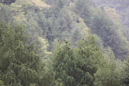 Image of Speckled Wood Pigeon