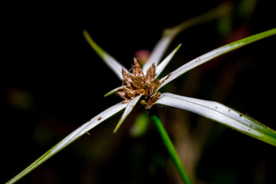 Image of Rhynchospora nervosa (Vahl) Boeckeler