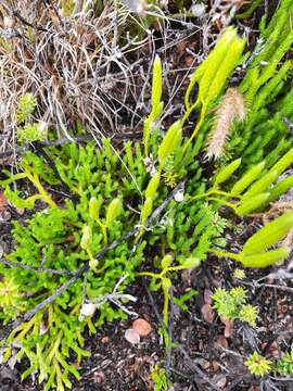 Image of Hair-Tip Ground-Pine