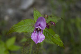 Imagem de Impatiens sulcata Wall.