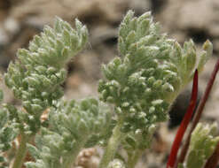 Image of <i>Artemisia <i>potentilloides</i></i> var. potentilloides