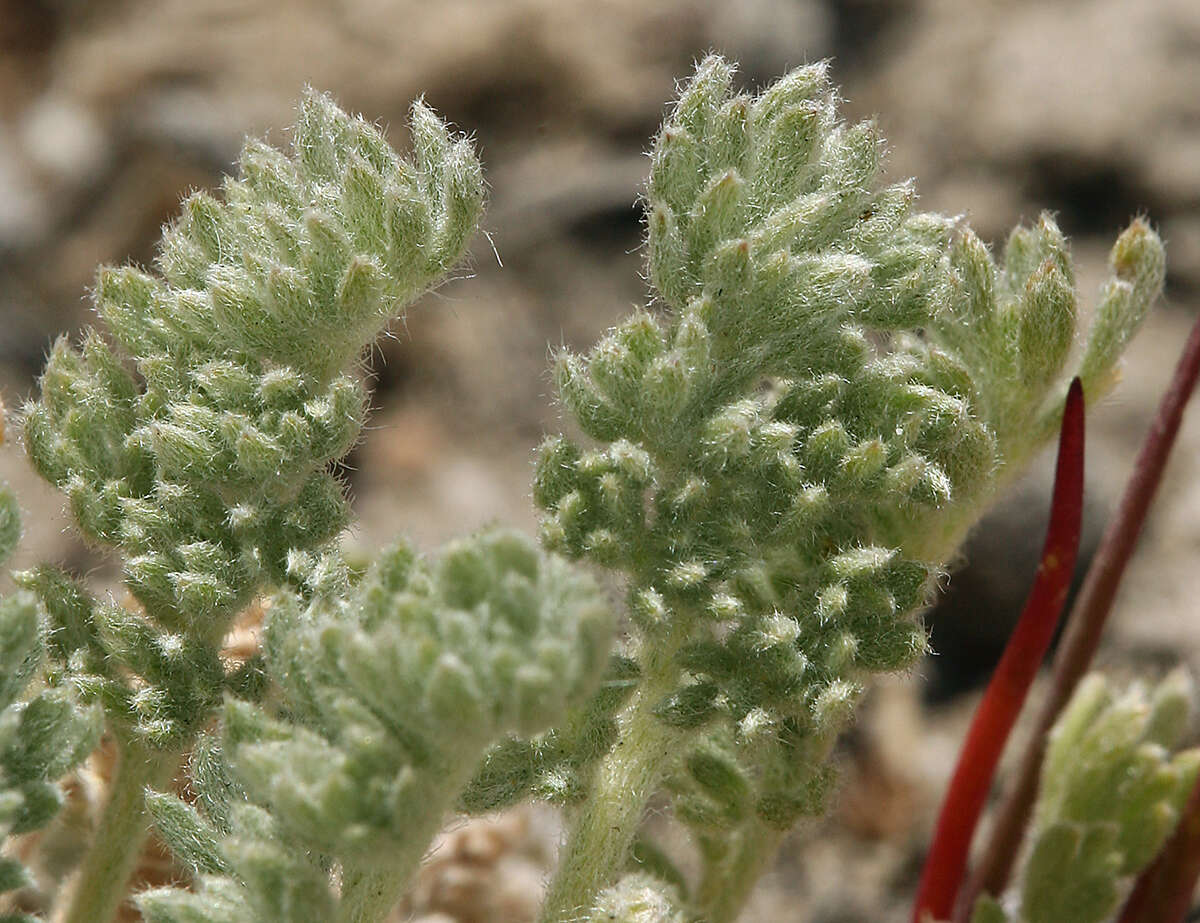 Plancia ëd <i>Artemisia <i>potentilloides</i></i> var. potentilloides