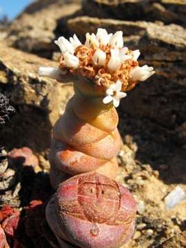 Image of Crassula columnaris subsp. prolifera Friedrich