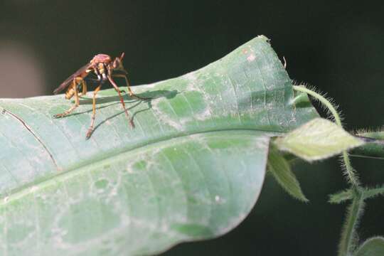 Image de <i>Blepharepium annulatum</i>