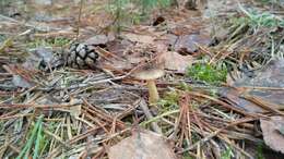 Plancia ëd Hygrophorus hypothejus (Fr.) Fr. 1838