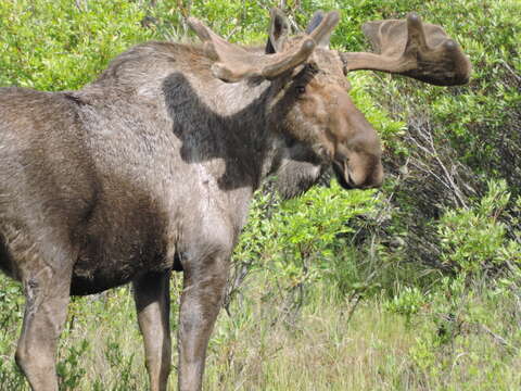 Слика од Alces alces gigas Miller 1899