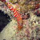 Image of Striped reef shrimp