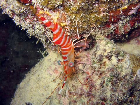 Image of Striped reef shrimp