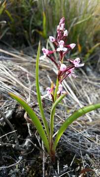 صورة Disa saxicola Schltr.