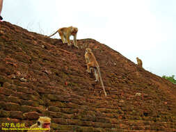 Image of Toque macaque