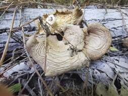 Image of Branched Oyster Mushroom