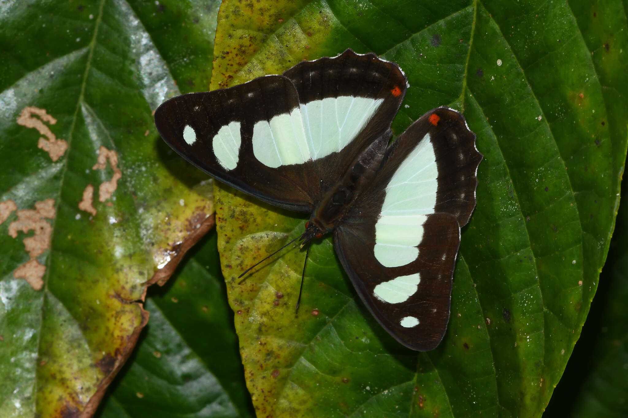 Image of Pyrrhogyra edocla Doubleday (1848)