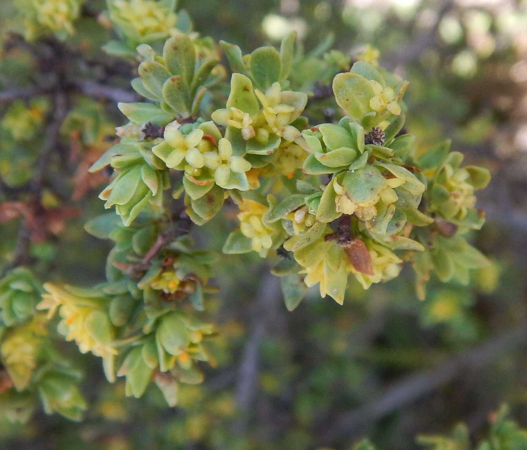 Image of Pimelea serpyllifolia R. Br.