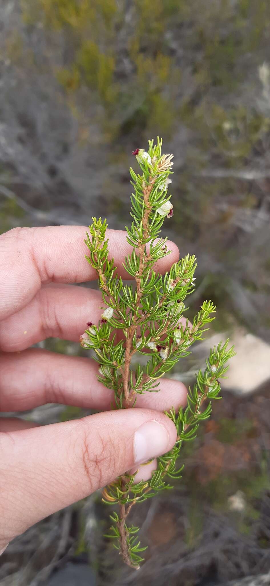 Image of Cliffortia burgersii E. G. H. Oliver & A. C. Fellingham