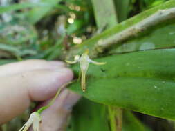 Image of Pleurothallis anceps Luer