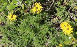 Image of Ringed ursinia