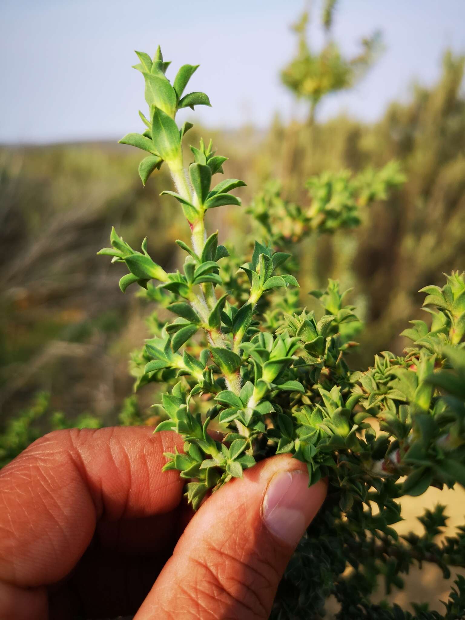 Image of <i>Polhillia involucrata</i>