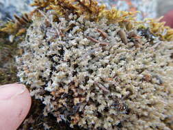 Image of dactylina lichen