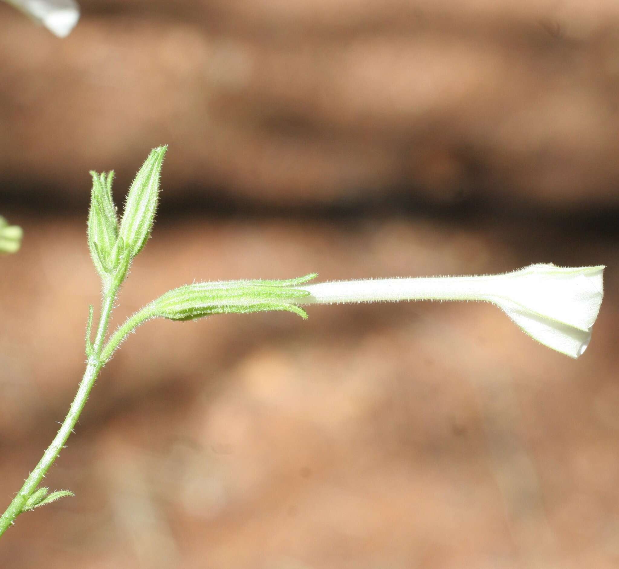 Image of Nicotiana gascoynica