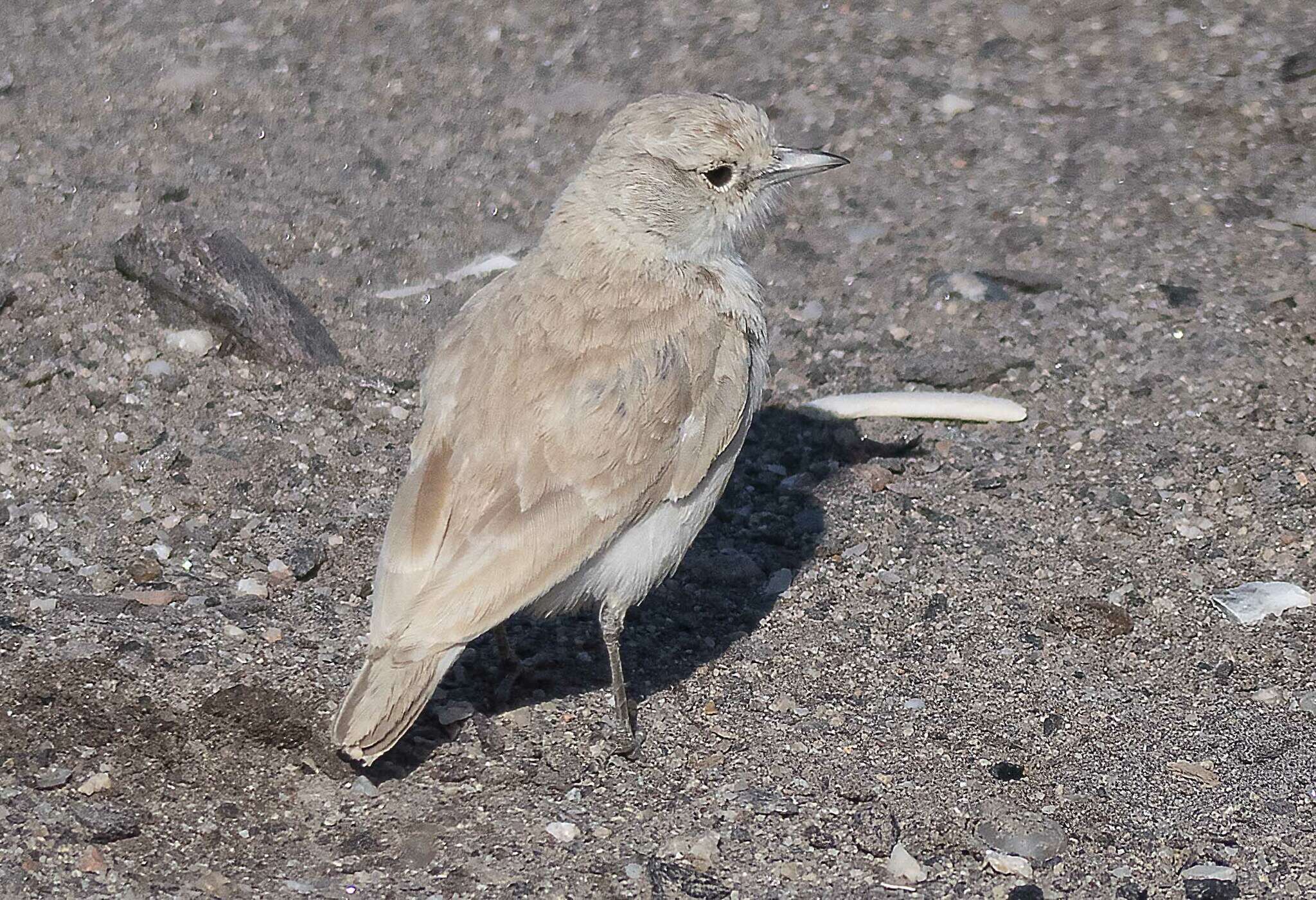 Image of Ammomanopsis grayi grayi (Wahlberg 1855)