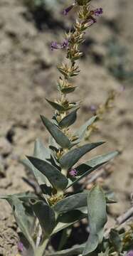 Image of Flowers' beardtongue