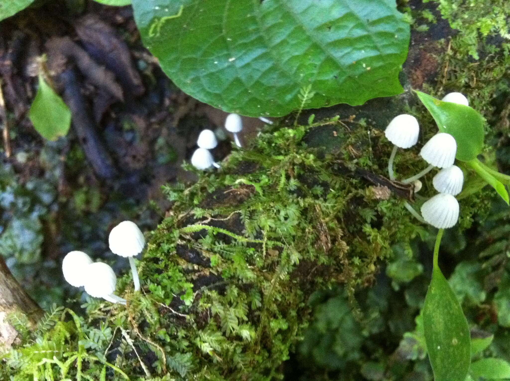 Image of Trooping Inkcaps