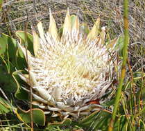 Imagem de Protea cynaroides (L.) L.