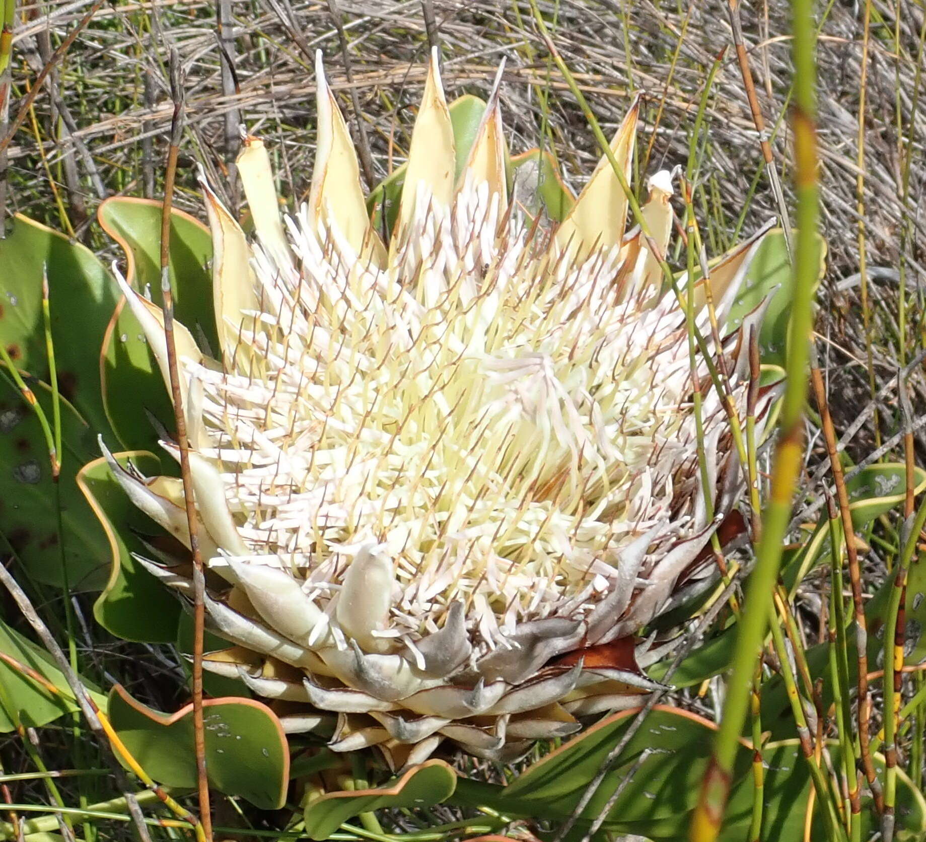 Imagem de Protea cynaroides (L.) L.