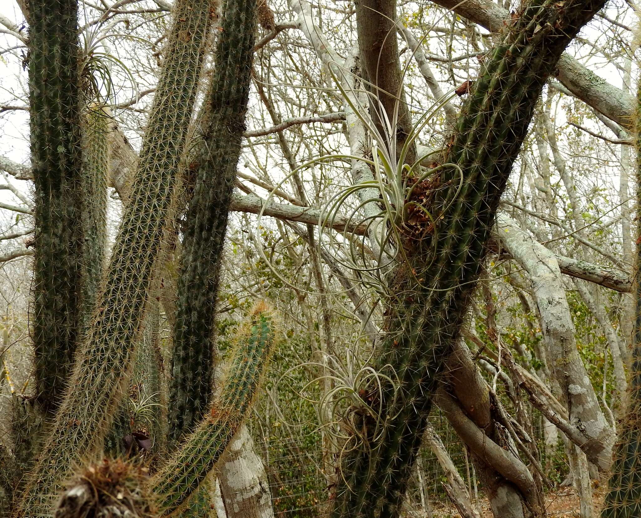 Tillandsia exserta Fernald resmi