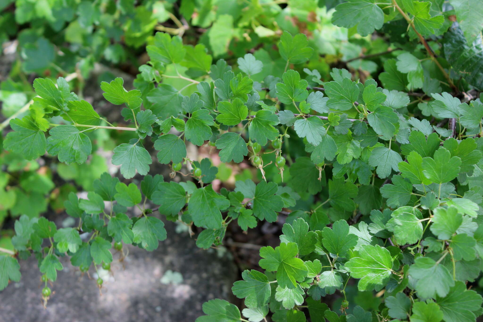 Image of granite gooseberry